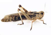 Les criquets migrateurs Locusta migratoria manilensis sont des insectes orthoptères de la famille des acrididés. Avec les criquets pèlerins et nomades, ils composent en partie le groupe des locustes. © Manfred Beutner, Flickr, cc by nc nd 2.0