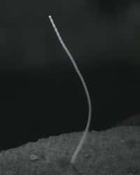 Un filament de Candidatus Thiomargarita magnifica, la bactérie la plus longue jamais découverte. © Jean-Marie Volland