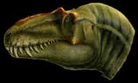 Le théropode Lythronax argestes a vécu voici 80 millions d'années dans les environnements côtiers subtropicaux de l'île-continent Laramidia. Ce dinosaure bipède y était très certainement un superprédateur. © Lukas Panzarin