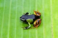 Une grenouille Mantella madagascariensis. © JAG IMAGES, Adobe Stock