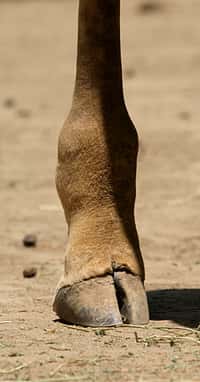 Le pied de la girafe, comme celui du bétail, compte un nombre pair d'orteils. © Cburnett, Wikimedia Commons, cc by sa 3.0