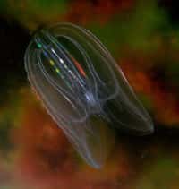 Les cténophores ou cténaires Mnemiopsis leidyi sont transparents et mesurent de 3 à 12 cm de long. Ils vivent notamment le long des côtes européennes, que ce soit en mer du Nord, dans l’Atlantique ou en Méditerranée.&nbsp;© Aqua-Photos, Flickr, cc by 2.0