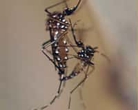 Accouplement entre deux moustiques de l'espèce Aedes aegypti, un des vecteurs de la dengue. La femelle (ici à gauche) est la seule qui pique mais c'est le mâle qu'une entreprise veut en quelque sorte piéger en lâchant dans la nature des individus portant un gène délétère. © Oxitec