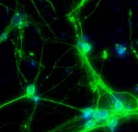 La mémoire est la capacité à réactiver rapidement des circuits neuronaux, grâce au renforcement de certaines synapses. © PYP, Wikimedia Commons, cc by sa 3.0