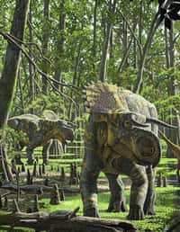 Nasutoceratops titusi dans la forêt au sein de laquelle il devait évoluer au Campanien, voilà 84 à 70 millions d'années. La corne nasale de cette espèce s'est transformée en une forme de lame allongée, ce qui explique pourquoi nous ne la remarquons pas. © Raúl Martín