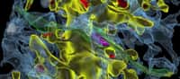 Le contact entre deux neurones, un lieu stratégique du fonctionnement du cerveau. L'influx nerveux passe d'un neurone en passant par l'axone de l'un (ici en vert) à une dendrite de l'autre (en jaune) au niveau de synapses (les zones de contact, en rouge). Cette structure, dans l'hippocampe d'un rat, a été reconstituée en 3D. L'image est extraite d'une vidéo en anglais visible ici. © Salk Institute