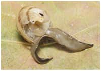 Le ver plat Platydemus manokwati apprécie les escargots, qu’il dévore grâce à sa bouche, située au milieu de son corps (en blanc). Les gastéropodes français sont en sursis depuis que quelques spécimens ont été trouvés dans les serres d’un jardin des plantes normand… © Jean-Lou Justine et al., PeerJ