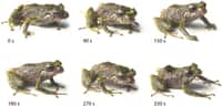 Top chrono : en 330 secondes, cette petite grenouille fait disparaître toutes les protubérances qui hérissaient sa peau (en haut à gauche), laquelle devient parfaitement lisse (en bas à droite). Comment fait-elle ? Nul ne le sait. Combien de ses cousines anoures sont capables de changer ainsi de tenue de camouflage ? Nul ne le sait... © Juan M. Guayasamin et al., Zoological Journal of the Linnean Society