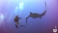 Un plongeur s'affaire pour retirer une ligne de pêche enroulée autour d'une raie manta. © oceanovideosub@gmail.com