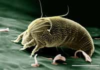 Les acariens sont des arachnides microscopiques. © Eric Erbe (digital colorization by Chris Pooley), USDA, ARS, EMU, DP
