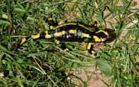 Contrairement à la plupart des vertébrés, la salamandre peut régénérer des structures anatomiques complexes, comme un membre ou d'autres parties de son corps. Comment fait-elle ? Les humains aimeraient bien savoir... © Traumrune, Wikimedia Commons, cc by sa 3.0