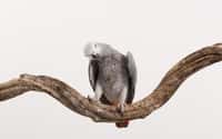 Un perroquet gris du Gabon sur une branche. © kamonrat meunklad/EyeEm, Adobe Stock