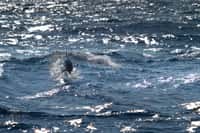Les tursiops communs, ou grands dauphins, sont des cétacés à dents, autrement appelés odontocètes. Ils vivent dans les eaux tempérées et tropicales tout autour du globe. © Squallidon, Filckr, cc by nc sa 2.0