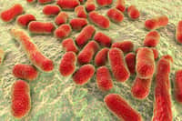 Des bactéries comme Acinetobacter baumannii multirésistant aux antibiotiques sont responsables de maladies nosocomiales. © Kateryna_Kon, Fotolia