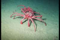 Le crabe royal est friand de petits invertébrés. L'océan Austral s'étant réchauffé, il a migré sur le plancher océanique de l'Antarctique. C'est une menace pour la faune locale.&nbsp;© Katrien Heirman, RCMG