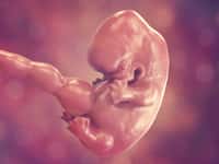 Lors du développement de l’embryon, les tissus se transforment. Le scutoïde est une nouvelle forme géométrique identifiée dans nos cellules. © Kateryna_Kon, Fotolia