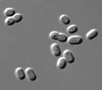 La cyanobactérie Synechococcus est un caméléon ! C'est l'un des organismes du phytoplancton qui fournit le plus d'oxygène à la planète : 20 % du total produit par le phytoplancton © Masur, Wikipédia, DP
