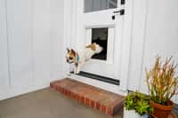 Le myQ Pet Portal permet à un chien de sortir dès qu'il en éprouve le besoin, où que soit son maître. © Courtesy of The Chamberlain Group, myQ Pet Portal