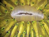 La bouche d'un polype du corail champignon (Fungia sp.) vue en autofluorescence. © James Nicholson, NOAA, NOS, NCCOS' Center for Coastal Environmental Health &amp; Biomolecular Research  (Fort Johnson Marine Lab, Charleston, Caroline du Sud, États-Unis)