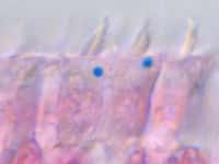 Ces cellules de l’oreille interne d’un pigeon ont été colorées de manière à faire ressortir le fer en bleu. Les billes riches en fer, mises en évidence par Mattias Lauwers, sont clairement visibles à la base des stéréocils. Il n’y en a qu’une seule par cellule. © IMP