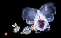 Mollusque bleuté à la silhouette pachydermique. © C. Sardet, CNRS, Tara Oceans http://www.planktonchronicles.org/fr