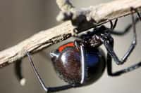 La veuve noire d'Amérique du Nord (Latrodectus mactans)&nbsp;est une espèce de petite taille, dont la longueur du corps n'excède pas 15 mm. Son venin est mortel, mais on ne compte en moyenne qu'un cas mortel pour 200 blessures.&nbsp;©&nbsp;Paul Sapiano, Flickr, cc by 2.0