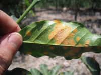 Le champignon&nbsp;Hemileia vastatrix&nbsp;provoque la plus grave&nbsp;maladie du&nbsp;caféier, la&nbsp;rouille du café. Elle donne une coloration caractéristique aux feuilles et empêche la photosynthèse de la plante. À partir de 1869, en l'espace de dix ans, ce parasite a complètement détruit les plantations du Sri Lanka, autrefois prospères. Depuis, le champignon&nbsp;prolifère surtout sur les plants d'arabica. Le robusta semble y être assez résistant. © Smartse, cc by sa 3.0