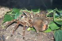 Les araignées Goliath atteignent leur maturité à deux ou trois ans d'âge. Adultes, elles poursuivent leurs mues pour régénérer des membres endommagés ou perdus. Elles vivent jusqu'à 6 ans pour les mâles et 15 ans pour les femelles, avec un record de 28 ans établi en captivité. © Ryan Somma, Wikimedia Commons, cc by sa 2.0