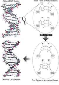 Le nouvel ADN des chimistes japonais avec de nouvelles bases. Crédit : Courtesy of Masahiko Inouye