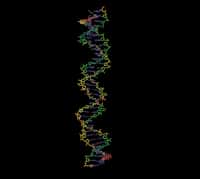 Le séquençage complet du génome humain a été achevé en 2003. Depuis, grâce à l'amélioration des techniques, il en coûte de moins en moins de temps et d'argent. Ainsi, avant même d'être nés, les bébés pourraient déjà avoir subi un test ADN.&nbsp;© Yunxiang987,&nbsp;StockFreeImages.com