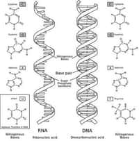 Comparaison entre une molécule d'ARN (à gauche) et d'ADN (à droite). Crédit : GNU Free Documentation License