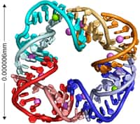 Un ARN carré : un bricolage humain que l'on n'a jusqu'à présent jamais rencontré dans la nature. © UC San Diego 