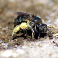Certaines abeilles collètes sont capables de produire un bioplastique potentiellement biodégradable. © Gill Pratt Olin College paru dans Scientific American
