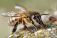 Les abeilles peuvent ressentir les goûts sucrés et salés avec leurs pattes ! En revanche, ces appendices ne détectent pas les substances amères. © Patrick Subotkiewiez patdebaz / Flickr - Licence Creative Commons (by-nc-sa 2.0)