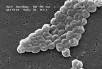 La multirésistance de la bactérie Acinetobacter baumannii inquiète les spécialistes. © Joelmills, CDC, domaine public 