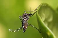 Le moustique Aedes aegypti&nbsp;est le principal vecteur de la dengue, mais il transmet également de nombreuses autres maladies. Originaire d'Afrique, il a colonisé le monde tropical.&nbsp;©&nbsp;Muhammad Mahdi Karim, Wikipédia, Licence GNU 1.2