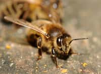 Les abeilles sont des sentinelles écologiques, car elles sont sensibles à de nombreux changements environnementaux.&nbsp;© ComputerHotline, Flickr, cc by 2.0