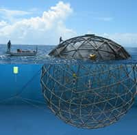 Les 34&nbsp;Aquapod actuellement&nbsp;déployés peuvent être observés&nbsp;à Puerto Rico, en Indonésie, à Panama, en Floride et à Hawaï.&nbsp;©&nbsp;Ocean Farm Technologies