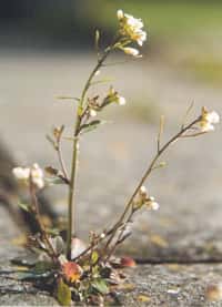 L’Arabette des dames (Arabidopsis thaliana), comme toutes les plantes, est très sensible à la température. Elle perçoit même des variations d’un degré seulement. © Inconnu, CC by-sa