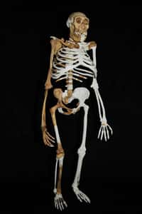 Reconstitution du squelette de l'un des&nbsp;Australopithecus sediba&nbsp;découverts dans la grotte de Malapa en 2008. Les 220 fragments d'os mis au jour appartiendraient à six individus différents.&nbsp;©&nbsp;Lee Berger,&nbsp;université du Witwatersrand