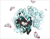 Cette image représente le bisphénol A (avec les atomes de carbone en gris et l'oxygène en rouge) se liant aux récepteurs des œstrogènes (bleu clair). En caractérisant cette interaction, les scientifiques pourront créer des produits industriels moins toxiques.&nbsp;© Inserm/CNRS, V. Delfosse et W. Bourguet