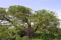 Un baobab du Parc national de l'île de la Madeleine, au Sénégal. La protection dont jouit ce massif forestier a permis la croissance d'arbres exceptionnels. Celui-ci est des 68 présents sur l'île et doit son tronc trapu aux vents puissants qui soufflent sur l'île. © Sébastien Garnaud