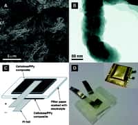 Des fibres de cellulose (A) sont individuellement enduites d'une très fine couche de polypyrrole (B). On obtient une feuille dont deux exemplaires sont appliqués de part et d'autre d'un filtre en papier classique imbibé d'un électrolyte (C). Avec deux électrodes, ici des feuilles de platine, on obtient une curieuse batterie. © Gustav Nyström et al., / Nano Letters