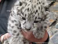 Les jeunes bébés léopards des neiges naissent aveugles. Leurs yeux s'ouvrent au bout de&nbsp;7 à 9 jours. Ils sont allaités durant 2 mois avant de pouvoir manger de la viande... du moins dans les zoos.&nbsp;©&nbsp;Panthera&nbsp;et&nbsp;Snow Leopard Trust