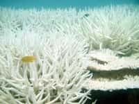 Le taux de CO2&nbsp;atmosphérique devrait continuer à augmenter. Cet accroissement devrait entraîner une réduction du pourcentage de saturation en aragonite dans les couches superficielles de l'océan.&nbsp;Ceci pourrait à son tour conduire à une baisse&nbsp;du taux de calcification par les coraux, et donc&nbsp;constituer une menace certaine pour le fonctionnement des écosystèmes coralliens.&nbsp;©&nbsp;Ray Berkelmans,&nbsp;AIMS