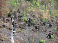 Des chimpanzés dans la savane sénégalaise. Le feu ? Oui c'est dangereux, il faut faire attention. Mais pourquoi paniquer ? © Stephanie Bogart