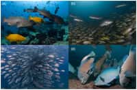 À Cabo Pulmo, les populations de poissons sont d'une diversité et d'une taille quasiment uniques. © Octavio Aburto Oropeza/Plos One