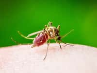 Un médicament coupe-faim ciblant le récepteur NPY efficace chez le moustique. © nechaevkon, Fotolia