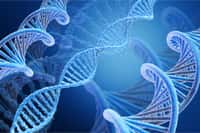 Les scientifiques ont utilisé la méthode CRISPR/Cas9 pour créer des lésions sur de l'ADN double-brin. © BillionPhotos.com, Adobe Stock