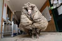La toison de Baarack pesait 35 kg, soit le 2e record après celui d'un mouton découvert en&nbsp;2015 avec 41 kg de laine. ©&nbsp;Edgar’s Mission